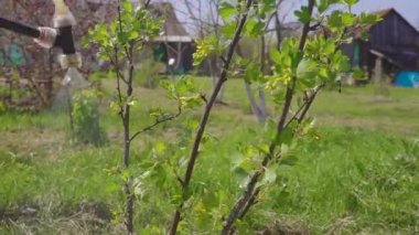 Tozlaşma için ballı Hanımeli çalılar püskürtme