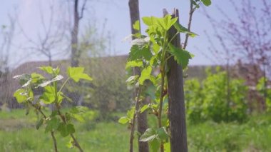 Tozlaşma için ballı Hanımeli çalılar püskürtme