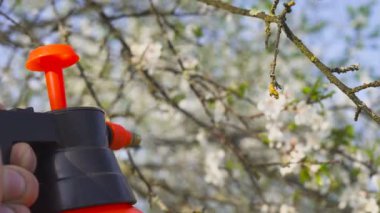 bahçıvan bitki hastalık ve zararlıları karşı çiçek açan bir meyve ağacı püskürtme ile. Bahçedeki pestisitler ile el püskürtücü kullanın.