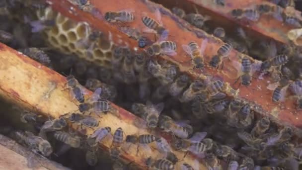 Bienen auf Waben. Honigernte. Imker entfernen Bienen vorsichtig aus dem Rahmen. Imkerei Makro. 4k — Stockvideo