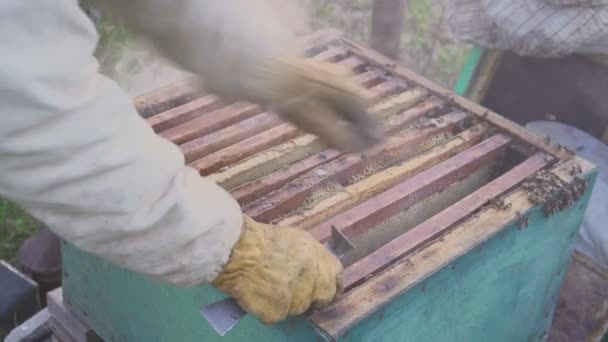 Des abeilles en nid d'abeille. Récolte de miel. Apiculteur enlevant doucement les abeilles du cadre. macro rucher. 4k — Video