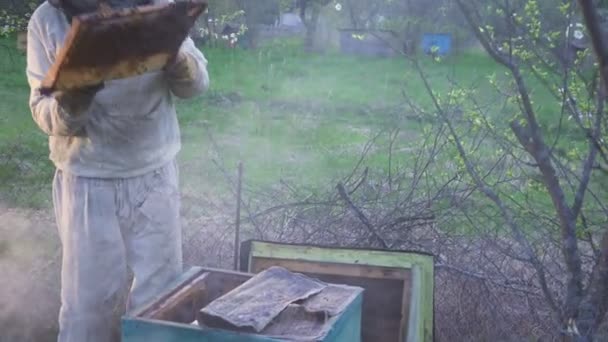 Bees on honeycomb. Honey harvest. Beekeeper gently removes bees from the frame. apiary macro. 4k — Stock Video