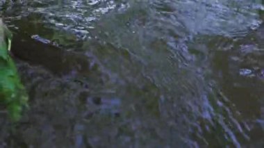 bir dolarlık banknot nehir boyunca yüzüyor. Beklenmeyen servet temalı konsept