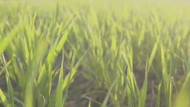 Groene gebied van jonge tarwe. jonge tarwe planten stedikam schieten. Achtergrond. — Stockvideo