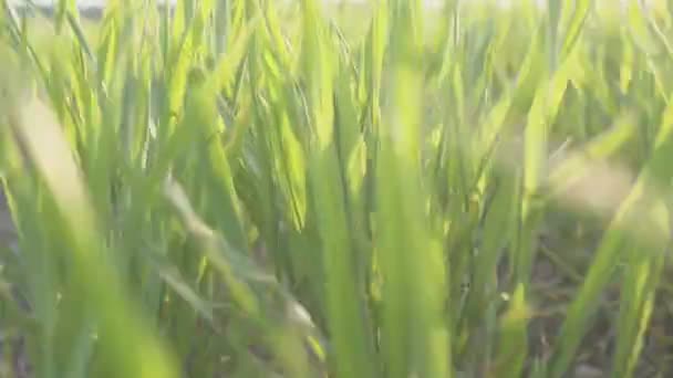 Campo verde de trigo jovem. plantas de trigo jovens stedikam tiroteio. Contexto . — Vídeo de Stock