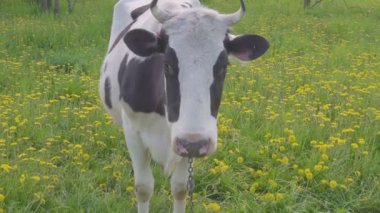 Benekli siyah beyaz inek sıyrılmak ve sarı çiçek açan dandelions, pastoral yaz sahne ile sahada beslenen.