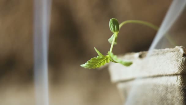 Jonge kleine wietplant en sigarettenrook, deurframe met marihuana. Rokende marihuana — Stockvideo