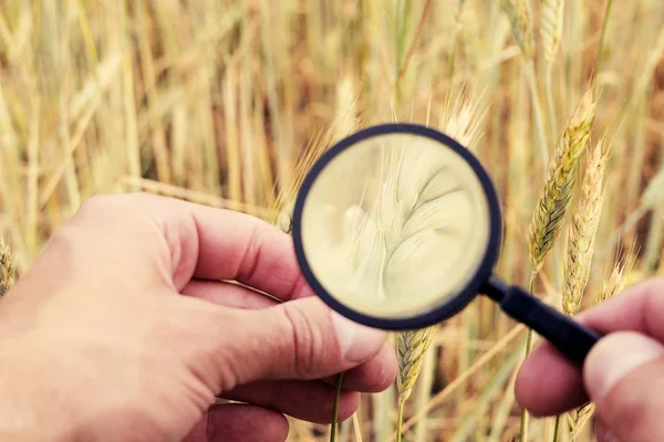 Agricultor o botánicos mano con lupa herramienta de primer plano comprobar examinar inspeccionar espiguillas de trigo de centeno en el campo agrícola. Reproducción de cereales Fotos de stock libres de derechos