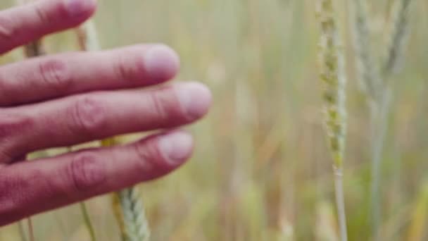 남자 손이 밀 필드입니다. 남성 핸드 라 근접 촬영의 귀를 감동입니다. 농부입니다. 추수 개념입니다. 슬로우 모션 — 비디오