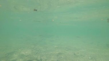 Güzel nehir habitat sualtı video. Tatlı su balıkları tatlısu kefali kadar yakın yüzme