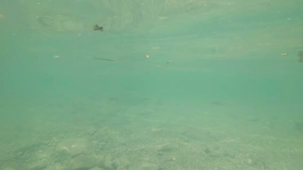 Vídeo submarino de un lindo hábitat fluvial. Natación cerca de peces de agua dulce Chub — Vídeos de Stock
