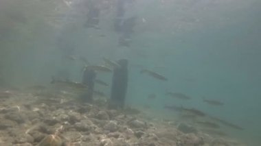 Güzel nehir habitat sualtı video. Tatlı su balıkları tatlısu kefali kadar yakın yüzme