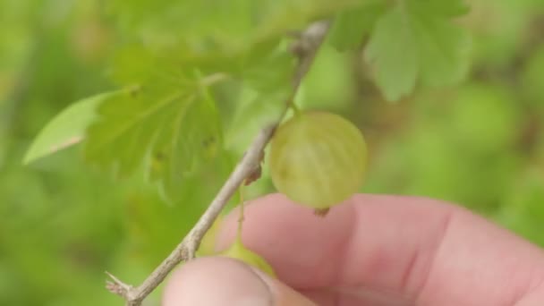 Las manos del jardinero recogen grosellas del arbusto — Vídeos de Stock