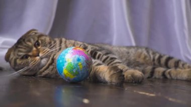 Kedi bir küre ile oynuyor. Elini dünyada kavram. ağır çekim