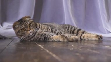 Kedi bir küre ile oynuyor. Elini dünyada kavram. ağır çekim
