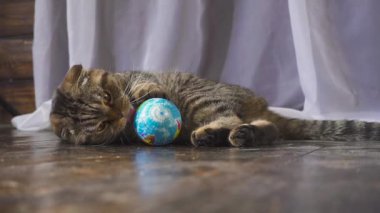 Kedi bir küre ile oynuyor. Elini dünyada kavram. ağır çekim