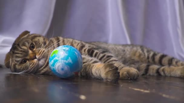 O gato está brincando com um globo. Conceito sobre o mundo em sua mão. câmara lenta — Vídeo de Stock