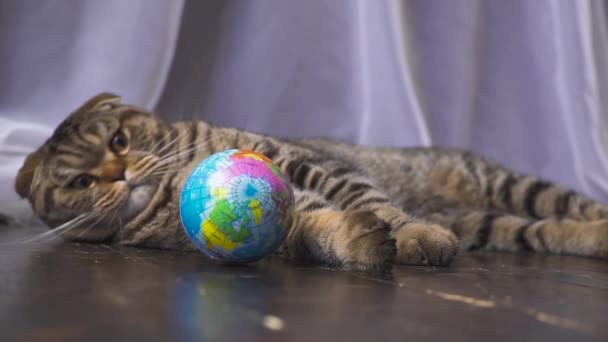 猫は世界中で遊んでいます。あなたの手で世界の概念。スローモーション — ストック動画