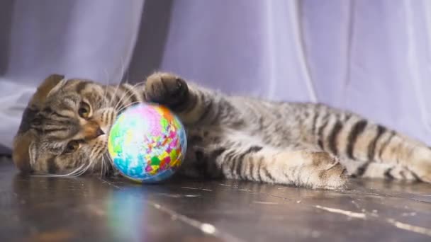 The cat is playing with a globe. Concept on the world in your hand. slow motion — Stock Video