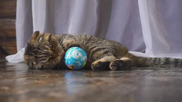 O gato está brincando com um globo. Conceito sobre o mundo em sua mão. câmara lenta — Vídeo de Stock