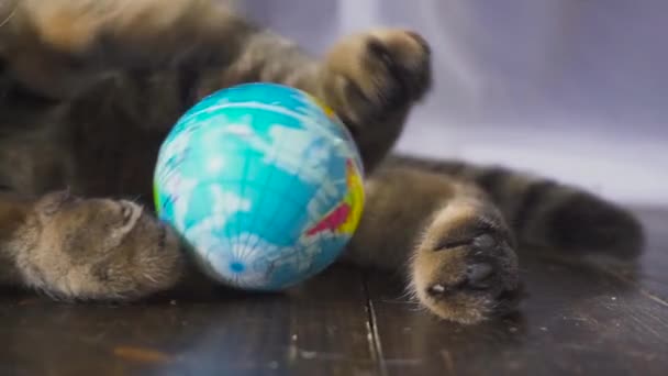 O gato está brincando com um globo. Conceito sobre o mundo em sua mão. câmara lenta — Vídeo de Stock