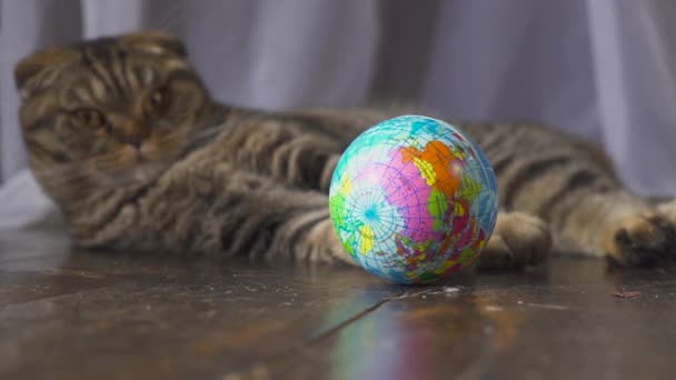 Kočka si hraje s obrázkem zeměkoule. Koncepce na světě v ruce. Zpomalený pohyb — Stock video