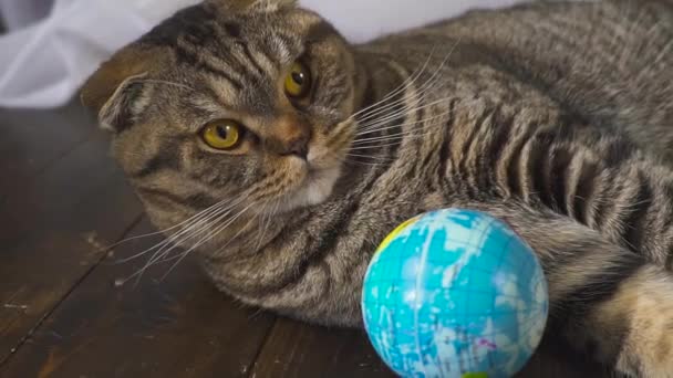 Die Katze spielt mit einer Erdkugel. Konzept der Welt in der Hand. Zeitlupe — Stockvideo