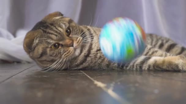 Il gatto sta giocando con un globo. Concetto sul mondo in mano. rallentatore — Video Stock