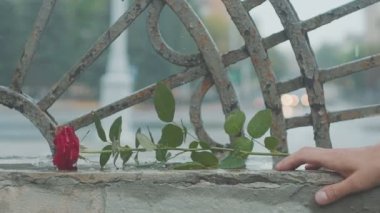 Kirli su birikintisine düşen kırmızı gül. Sevgililer günü. Kavga ve boşanmak kavramı