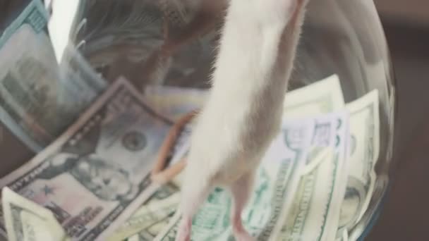 Funny a rat with a lot of money, but without freedom. — Stock Video