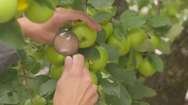 Zelená jablka na větve stromů a farmář ruku v Farm Orchard. zemědělec kontroluje jablka za havěť s lupy — Stock video