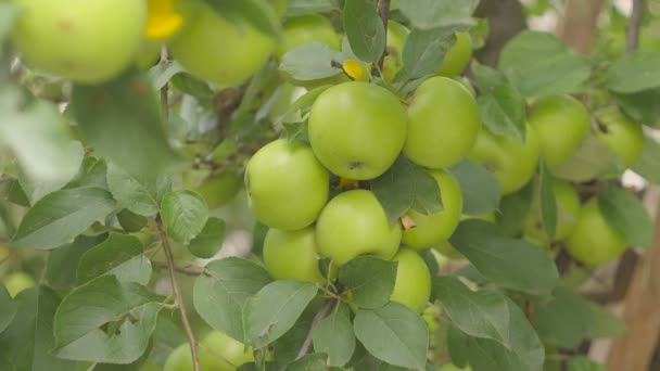 Groene appels op boomtakken en boer Hand in een boerderij boomgaard. — Stockvideo