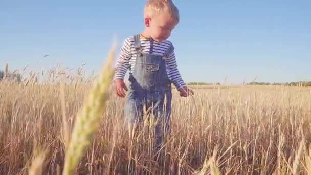 Щасливий молодий хлопчик йде на поле зі стиглим жито в сонячний день повільним рухом. концепція . — стокове відео