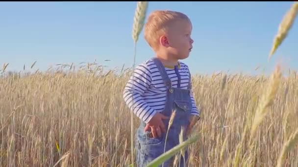 Pequeño granjero. Feliz niño de dos años de edad de pie en el campo con centeno maduro en el día soleado. cámara lenta. concepto . — Vídeos de Stock