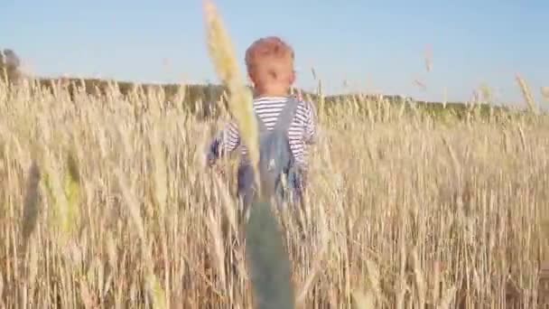 Glad Ung Pojke Går Fältet Med Mogen Råg Solig Dag — Stockvideo