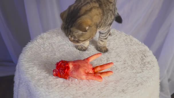 Mão no sangue e no gato. Conceito de homicídio — Vídeo de Stock