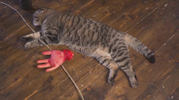 Hand in Hand mit Blut und Katze. Mordkonzept — Stockvideo