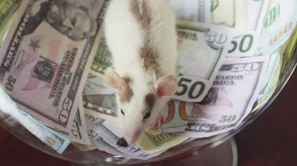 Es gracioso una rata con mucho dinero, pero sin libertad . Fotos de stock libres de derechos