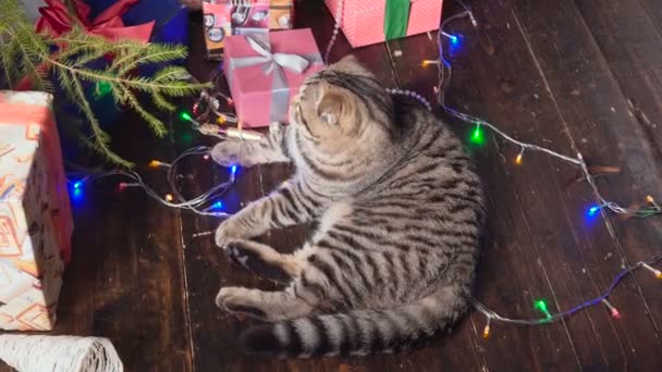 Katze am Weihnachtsbaum und Geschenke — Stockvideo