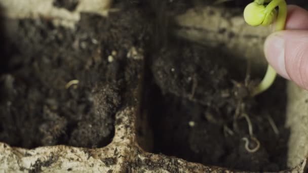 Male hand planting young plant — Stock Video