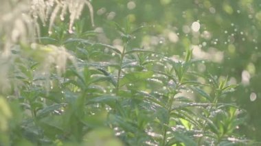 Yüksek kaliteli video sulama Bahçe, çiçek, çalı