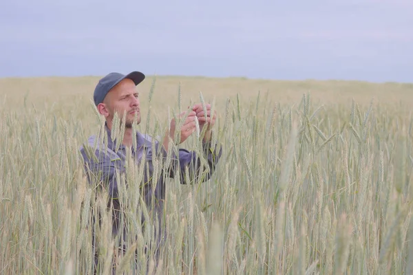 Genç bir çiftçi bir çavdar alan bitkilerde denetler. kopya alanı