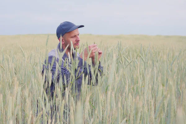 Genç bir çiftçi bir çavdar alan bitkilerde denetler. kopya alanı