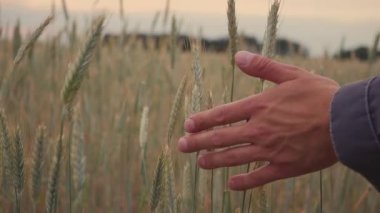 Adam el gidiş buğday alan. Erkek el çavdar closeup kulakları çok dokunaklı. Çiftçi. Hasat kavramı. ağır çekim