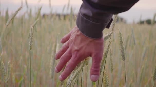 Mão de homem vai campo de trigo. Mão masculina tocando orelhas de centeio close-up. Agricultor. Conceito de colheita. câmara lenta — Vídeo de Stock