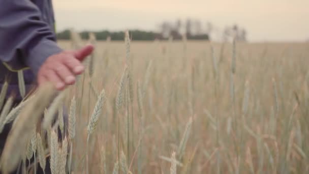 Man hand going wheat field. Male hand touching ears of rye closeup. Farmer. Harvest concept. slow motion — Stock Video