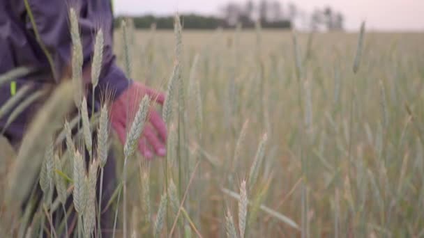 Adam el gidiş buğday alan. Erkek el çavdar closeup kulakları çok dokunaklı. Çiftçi. Hasat kavramı. ağır çekim — Stok video