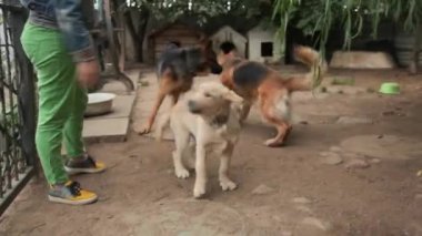 Galeri arsa üzerinde oynayan köpekler. Köpek çocuk odası. Köpekler için Hotel.
