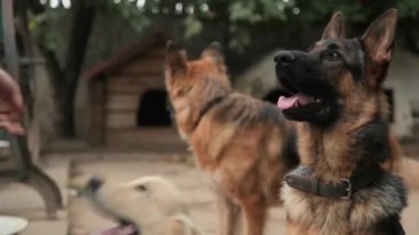 Galeri arsa üzerinde oynayan köpekler. Köpek çocuk odası. Köpekler için Hotel.