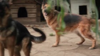 Galeri arsa üzerinde oynayan köpekler. Köpek çocuk odası. Köpekler için Hotel.